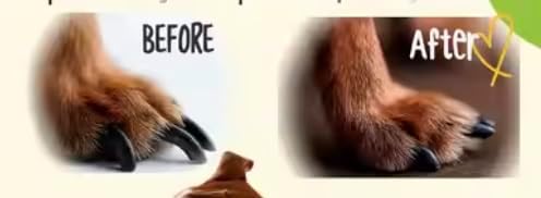 Dog Nail Scratch Board with Treats